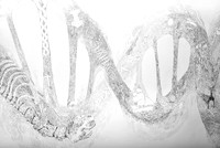 doublehelix detail